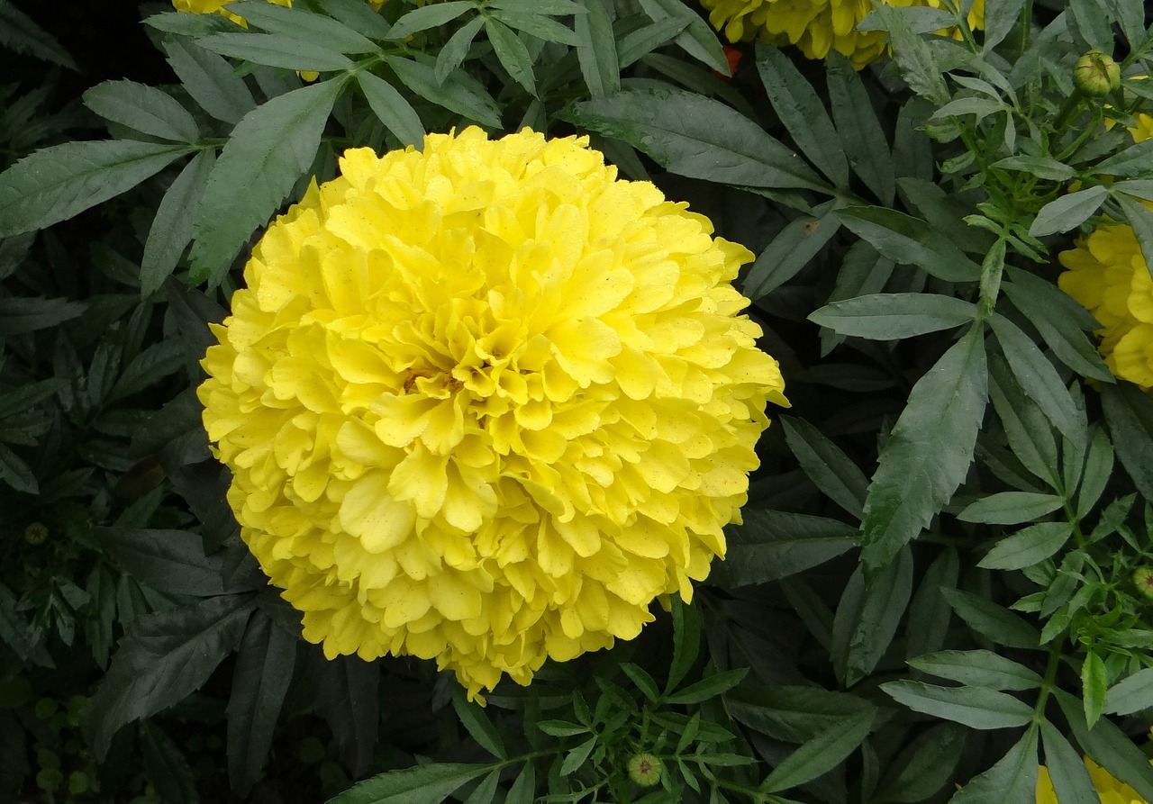 Marigoldas, Gėlė, Geltona, Genda, Jhenduphool, Gondephool, Tagetes Erecta, Asteraceae, Flora, Augalas