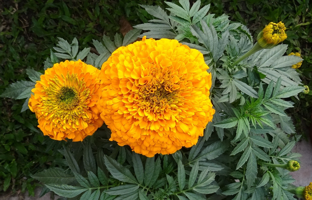 Marigoldas, Gėlė, Geltona, Genda, Jhenduphool, Gondephool, Tagetes Erecta, Asteraceae, Flora, Augalas