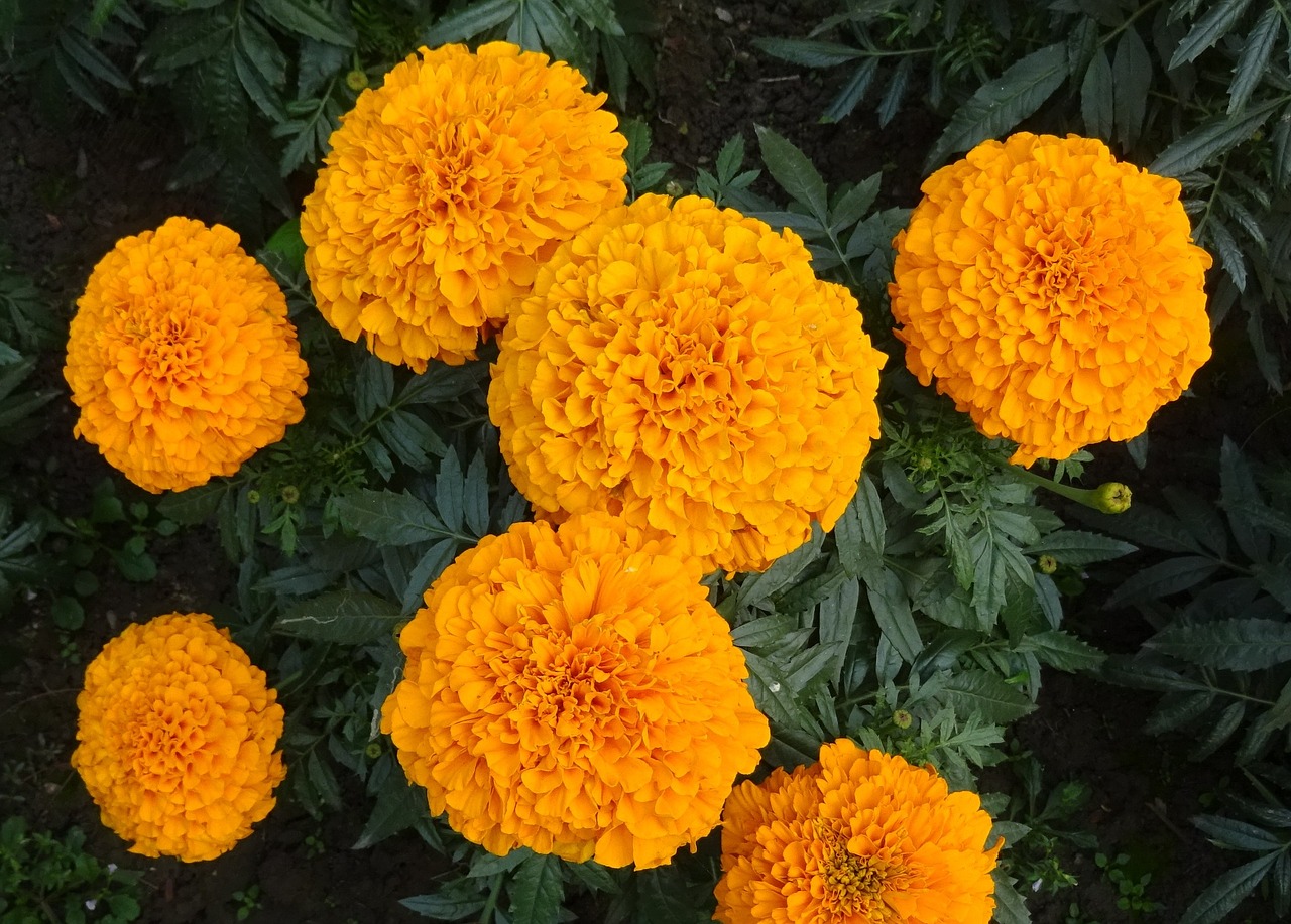 Marigoldas, Gėlė, Geltona, Genda, Jhenduphool, Gondephool, Tagetes Erecta, Asteraceae, Flora, Augalas