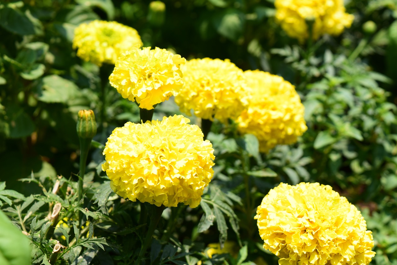 Marigoldas, Gėlės, Geltona, Geltona Gėlė, Chiang Mai Tailandas, Tailandas, Medetkų Gėlė, Geltonos Gėlės, Nemokamos Nuotraukos,  Nemokama Licenzija