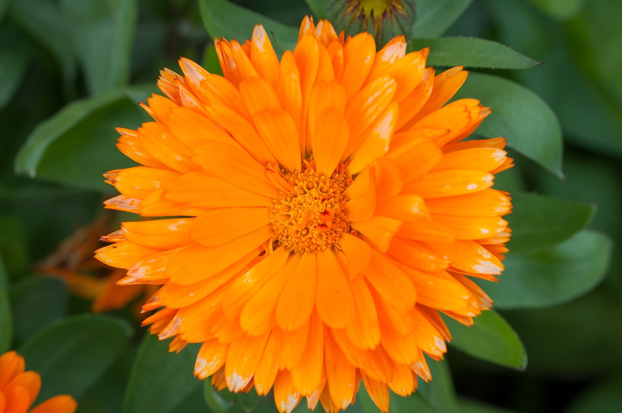 Marigoldas, Calendula Officinalis, Kompozitai, Gėlė, Oranžinė, Oranžinė Gėlė, Žiedas, Žydėti, Oranžinis Žiedas, Sodas