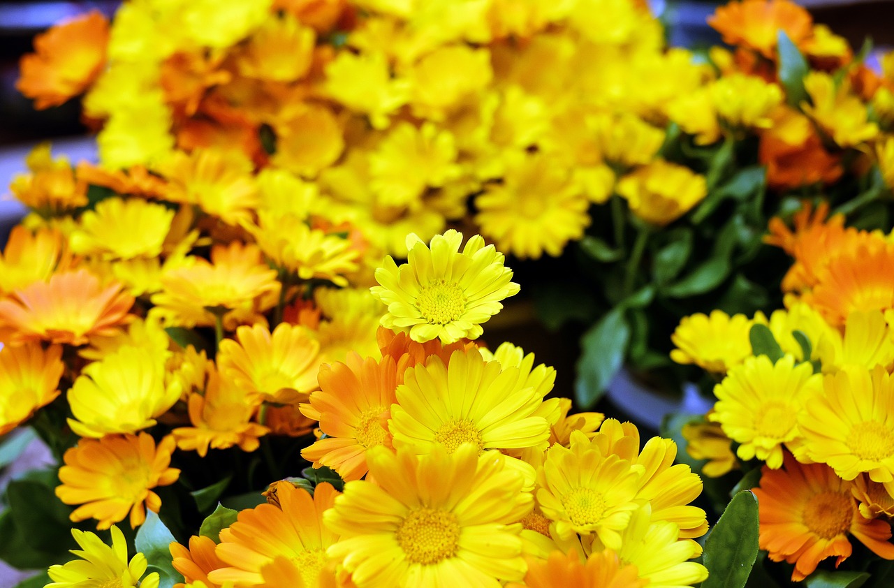 Marigoldas, Gėlės, Žydėti, Geltona Oranžinė, Blütenmeer, Sodas, Nemokamos Nuotraukos,  Nemokama Licenzija