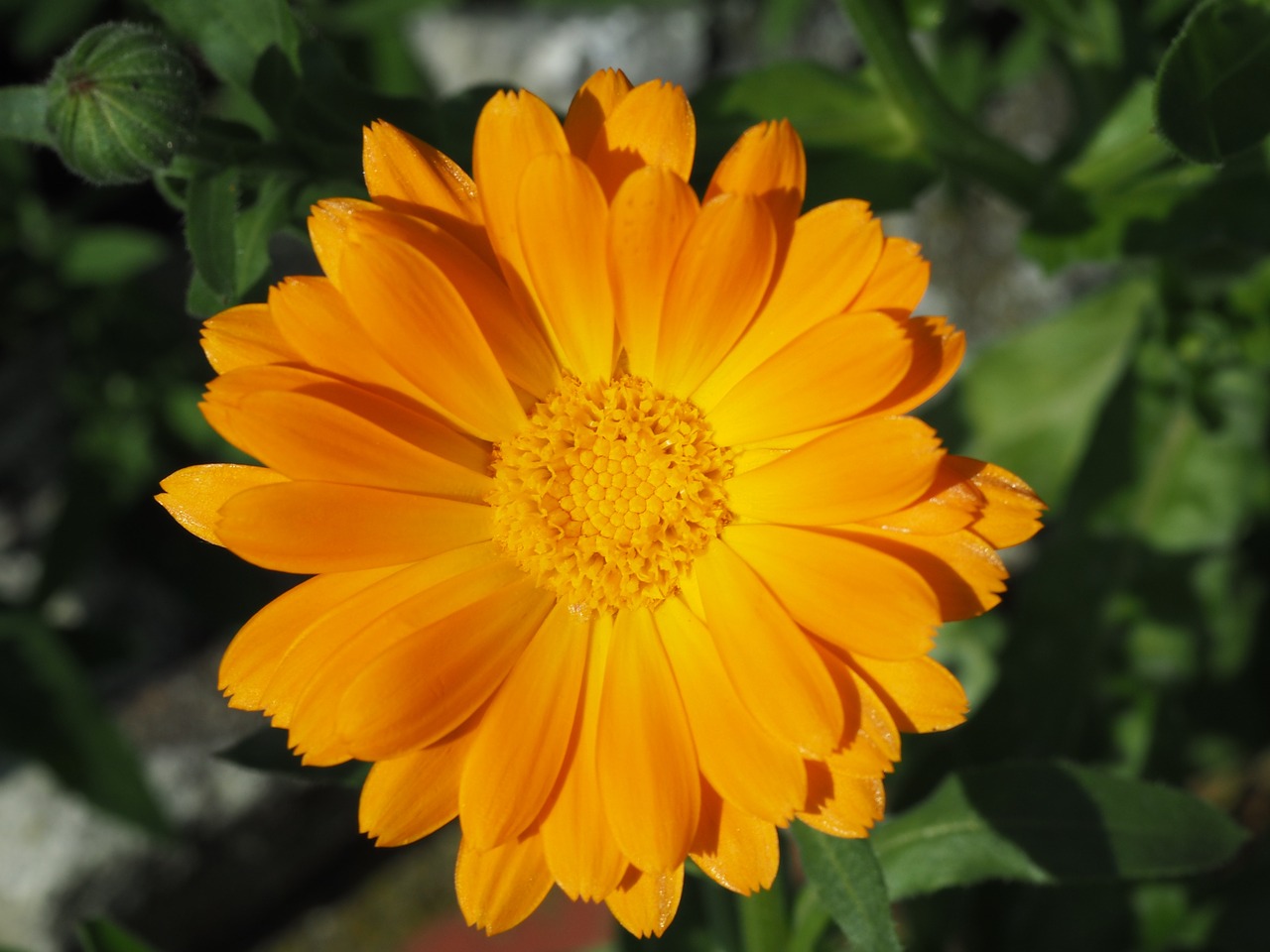 Marigoldas, Oranžinė, Sodininkystė, Calendula Officinalis, Žiedas, Žydėti, Gėlė, Kalendra, Kompozitai, Nemokamos Nuotraukos