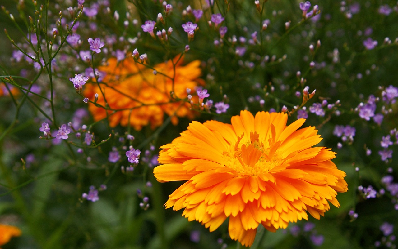 Marigoldas, Paplūdimio Alyvinė, Vasaros Gėlės, Violetinė, Spalva, Violetinė, Augalas, Gamta, Filigranas, Geliu Lova