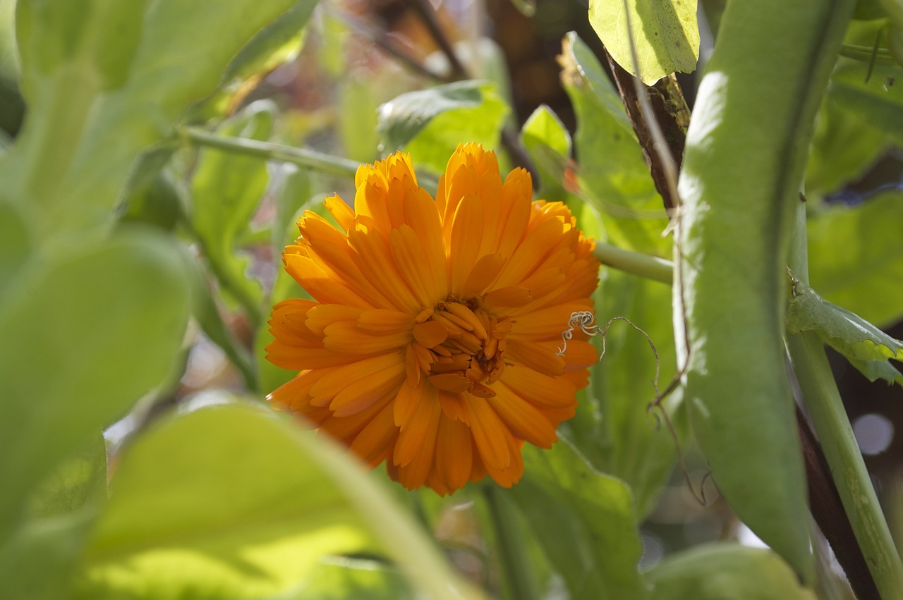 Marigoldas, Gėlė, Geltona, Žiedas, Botanika, Žydėti, Botanikos, Sodas, Žydi, Augalas