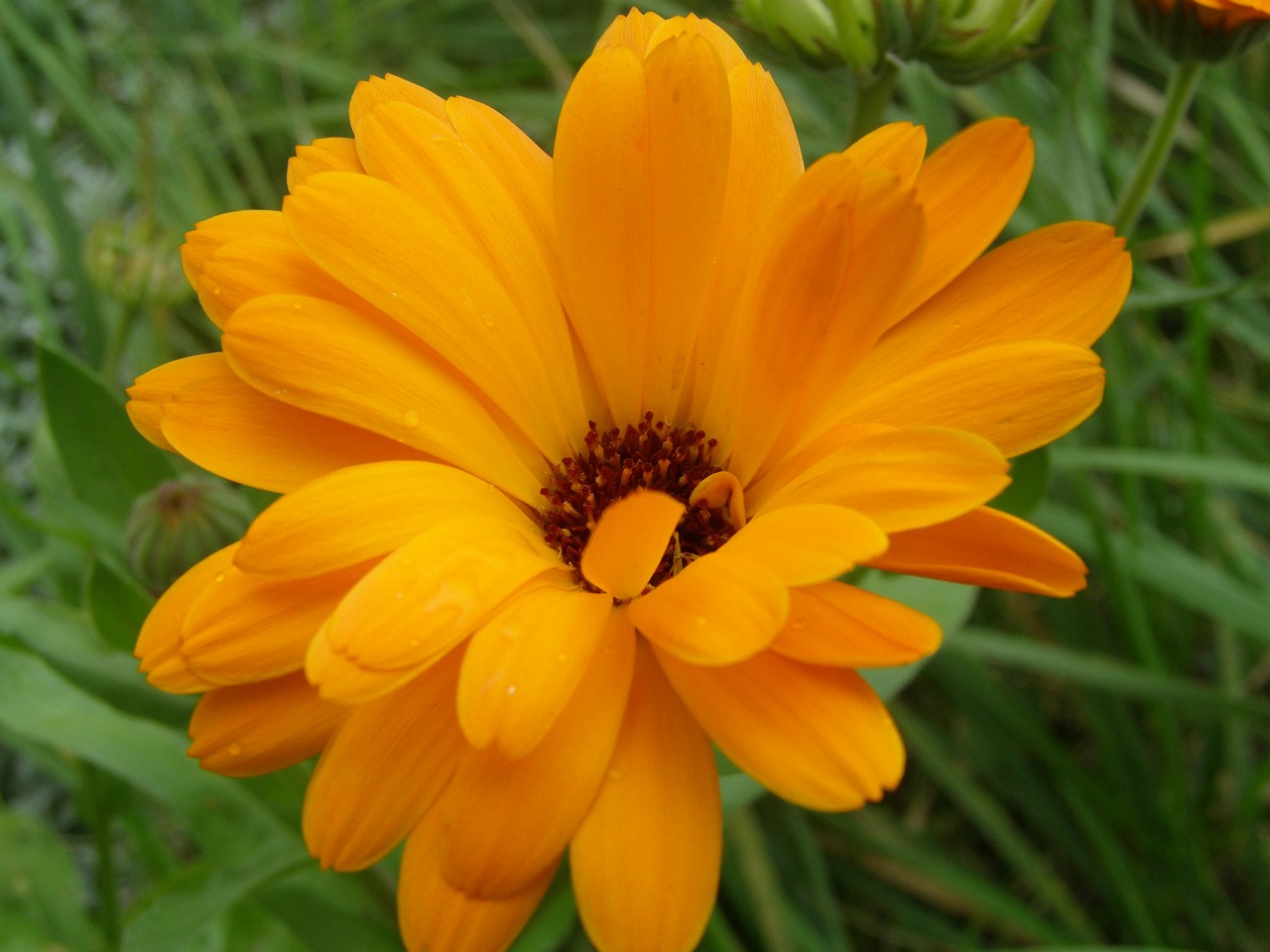 Marigoldas, Gėlė, Augalas, Oranžinė Gėlė, Gamta, Nemokamos Nuotraukos,  Nemokama Licenzija