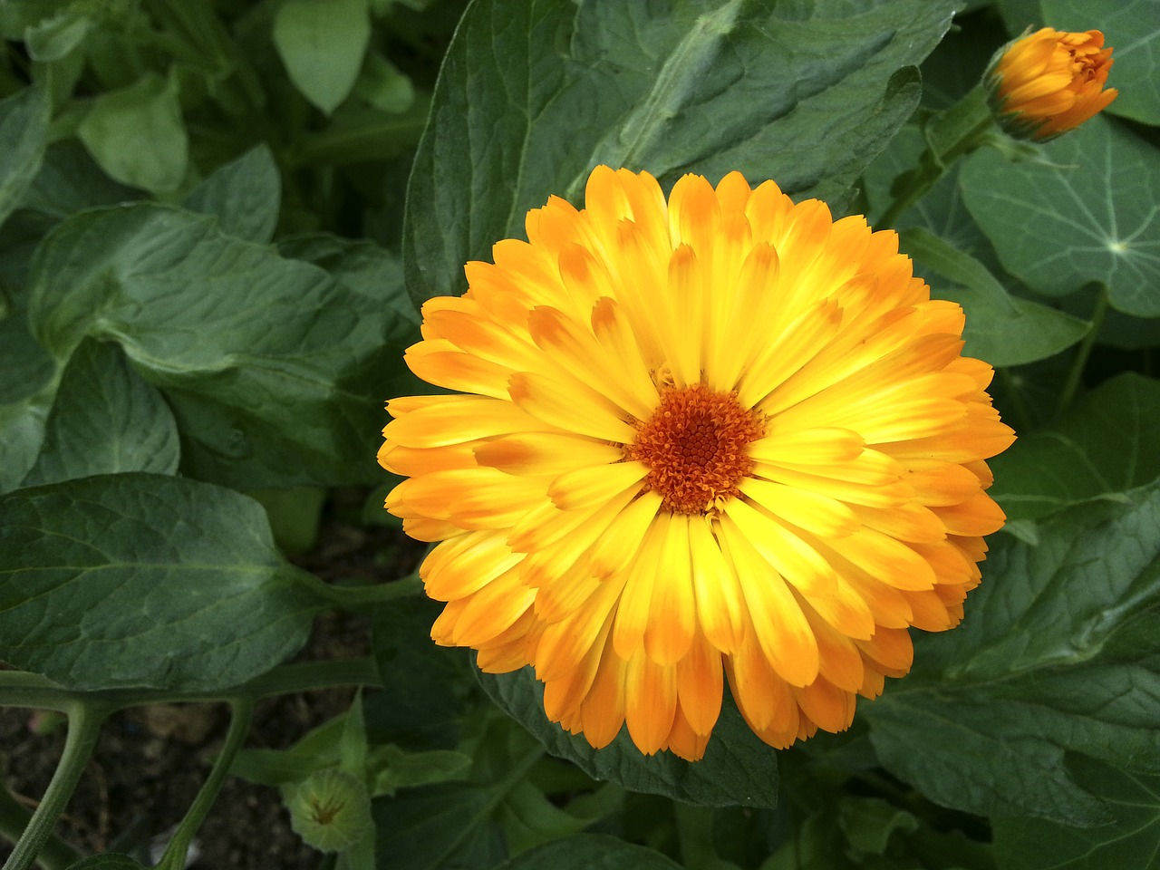 Marigoldas, Oranžinė, Žiedas, Žydėti, Gėlė, Vaistinis Augalas, Žydėti, Kalendra, Sodas, Uždaryti