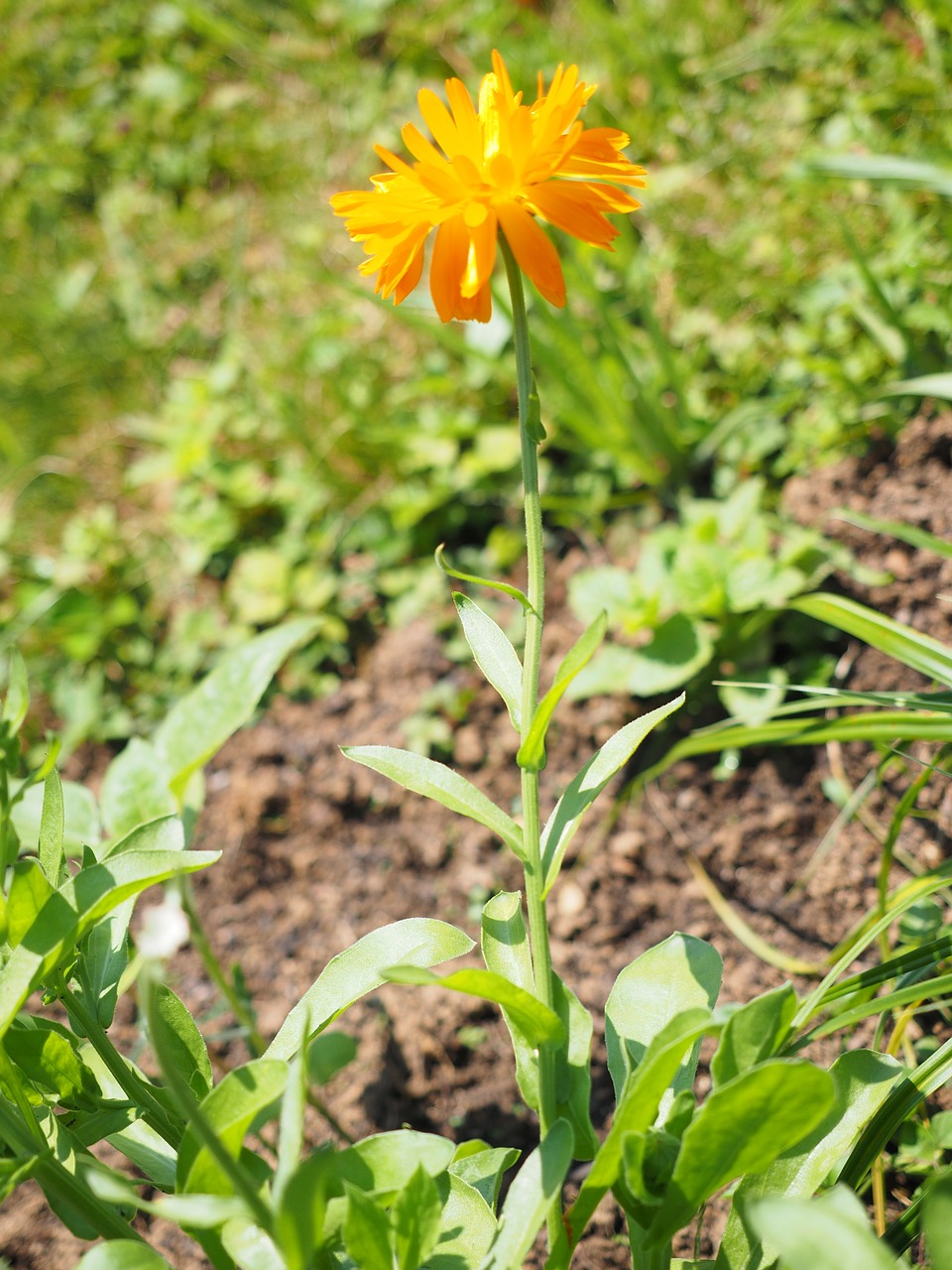 Marigoldas, Gėlė, Žiedas, Žydėti, Oranžinė, Calendula Officinalis, Sodininkystė, Kompozitai, Asteraceae, Natūropatas