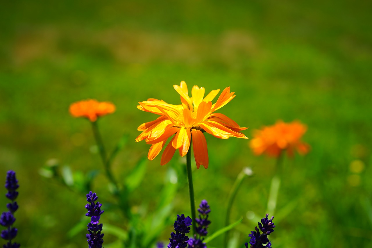 Marigoldas, Gėlė, Žiedas, Žydėti, Oranžinė, Calendula Officinalis, Sodininkystė, Kompozitai, Asteraceae, Natūropatas