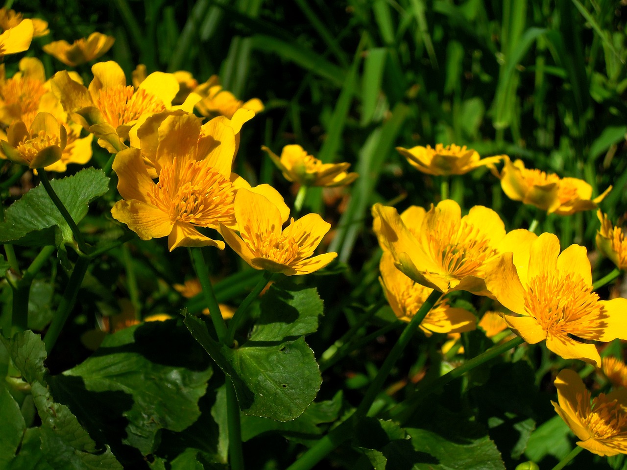 Marigoldas, Geltona, Gėlės, Vandens Telkinys, Žydėti, Vandens Augalai, Pelkės, Augalas, Flora, Gėlė