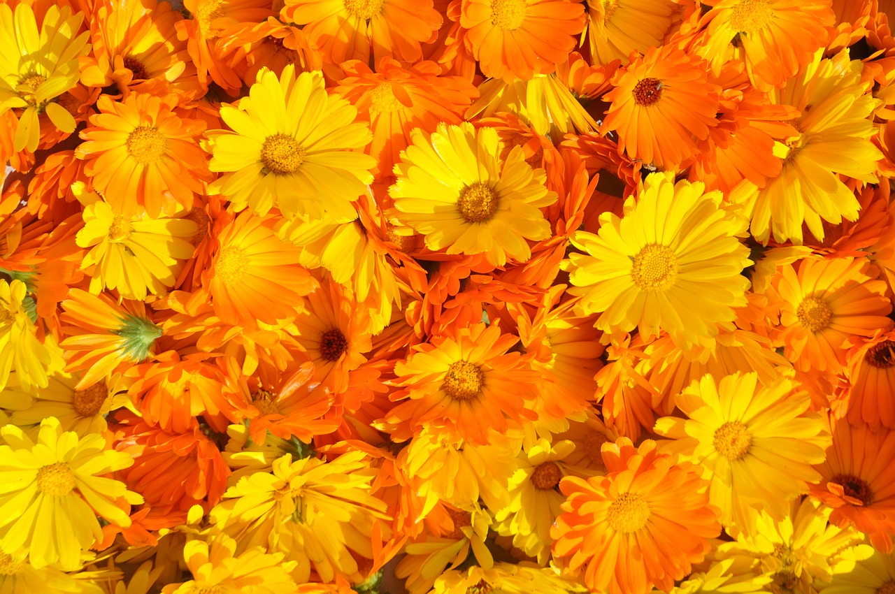 Marigoldas, Calendula Officinalis, Vasaros Gėlė, Vaistinis Augalas, Geltona, Oranžinė, Gėlės, Augalas, Žydėti, Gamta