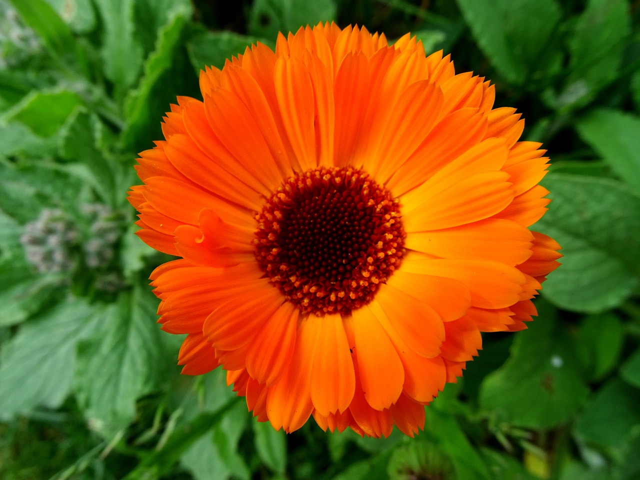 Marigoldas, Oranžinė Gėlė, Sodininkystė, Calendula Officinalis, Kompozitai, Nemokamos Nuotraukos,  Nemokama Licenzija