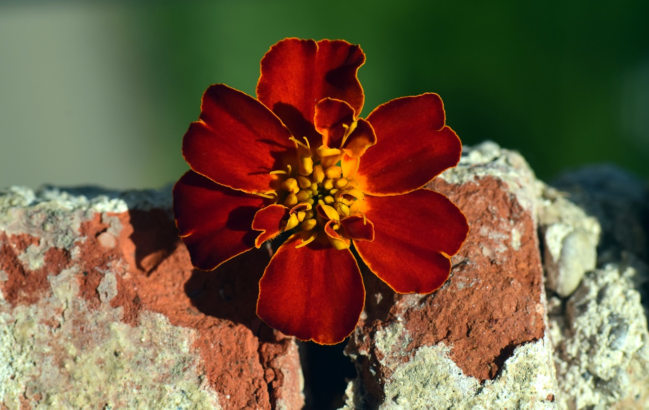 Marigoldas, Žiedas, Žydėti, Raudona, Oranžinė, Akmuo, Siena, Senas Plytų Sienas, Wallflower, Gražus