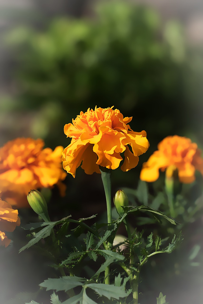 Marigoldas, Marigolds, Turkų Gvazdikų, Flora, Negyvas Gėlių, Oranžinė, Žiedas, Žydėti, Gėlė, Augalas