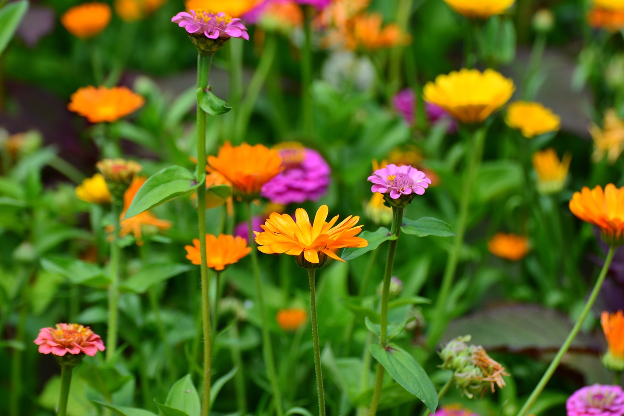 Marigoldas, Zinnias, Sodo Gėlės, Spalvinga, Vasaros Gėlės Mišinys, Vasaros Gėlės, Gėlės, Sodas, Flora, Sodo Sodas