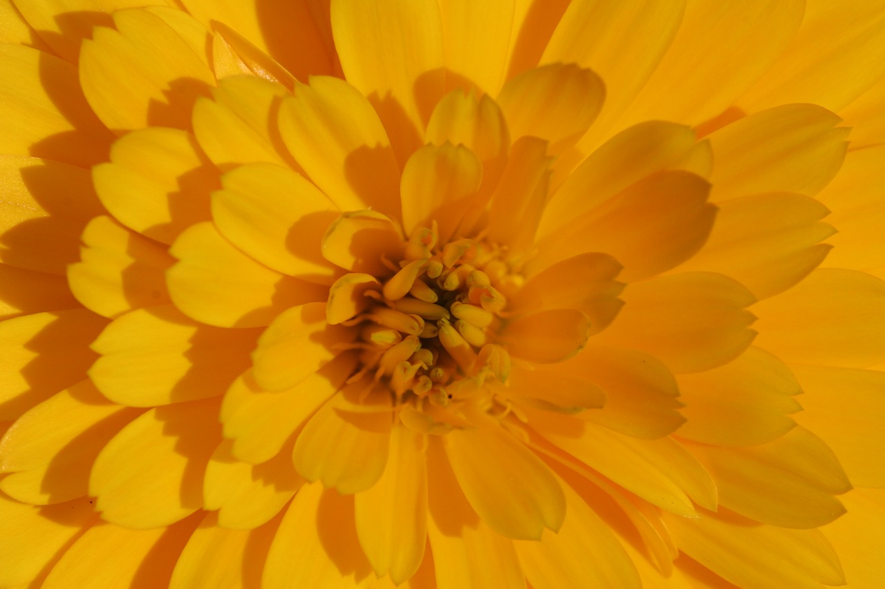Marigoldas, Gėlė, Geltona, Calendula Officinalis, Vasaros Gėlės, Nemokamos Nuotraukos,  Nemokama Licenzija