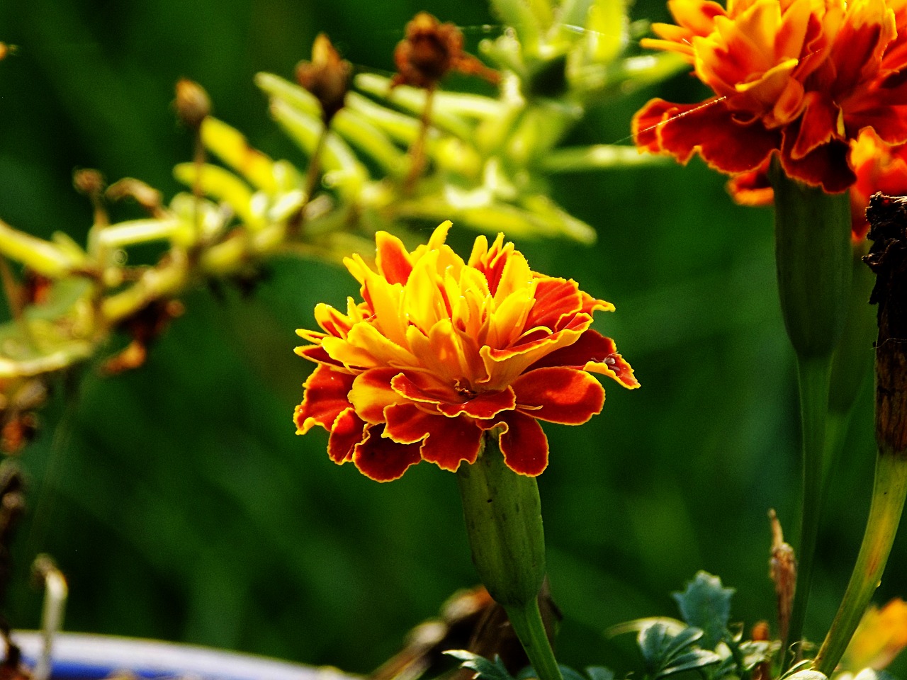 Marigoldas, Gėlė, Žydėti, Žiedas, Geltona, Sodas, Gėlių, Žalias, Oranžinė, Laukas