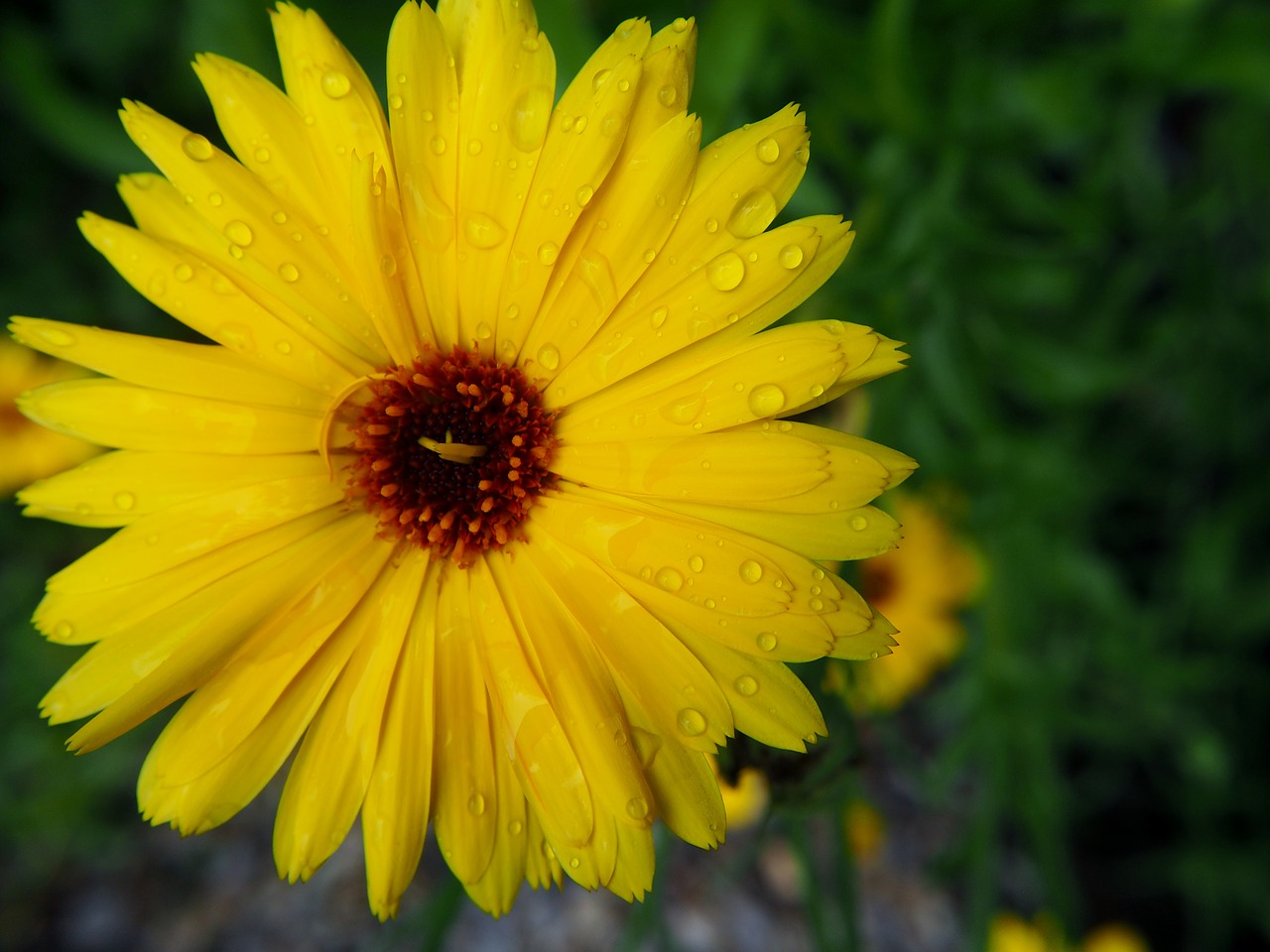 Marigoldas, Žiedas, Žydėti, Geltona, Sodininkystė, Gėlė, Kalendra, Calendula Officinalis, Gamta, Augalas