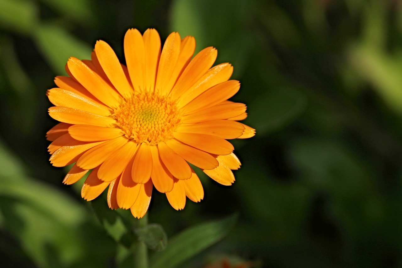 Marigoldas, Calendula Officinalis, Sodininkystė, Žiedas, Žydėti, Oranžinė, Kalendra, Gėlė, Kompozitai, Vaistinis Augalas