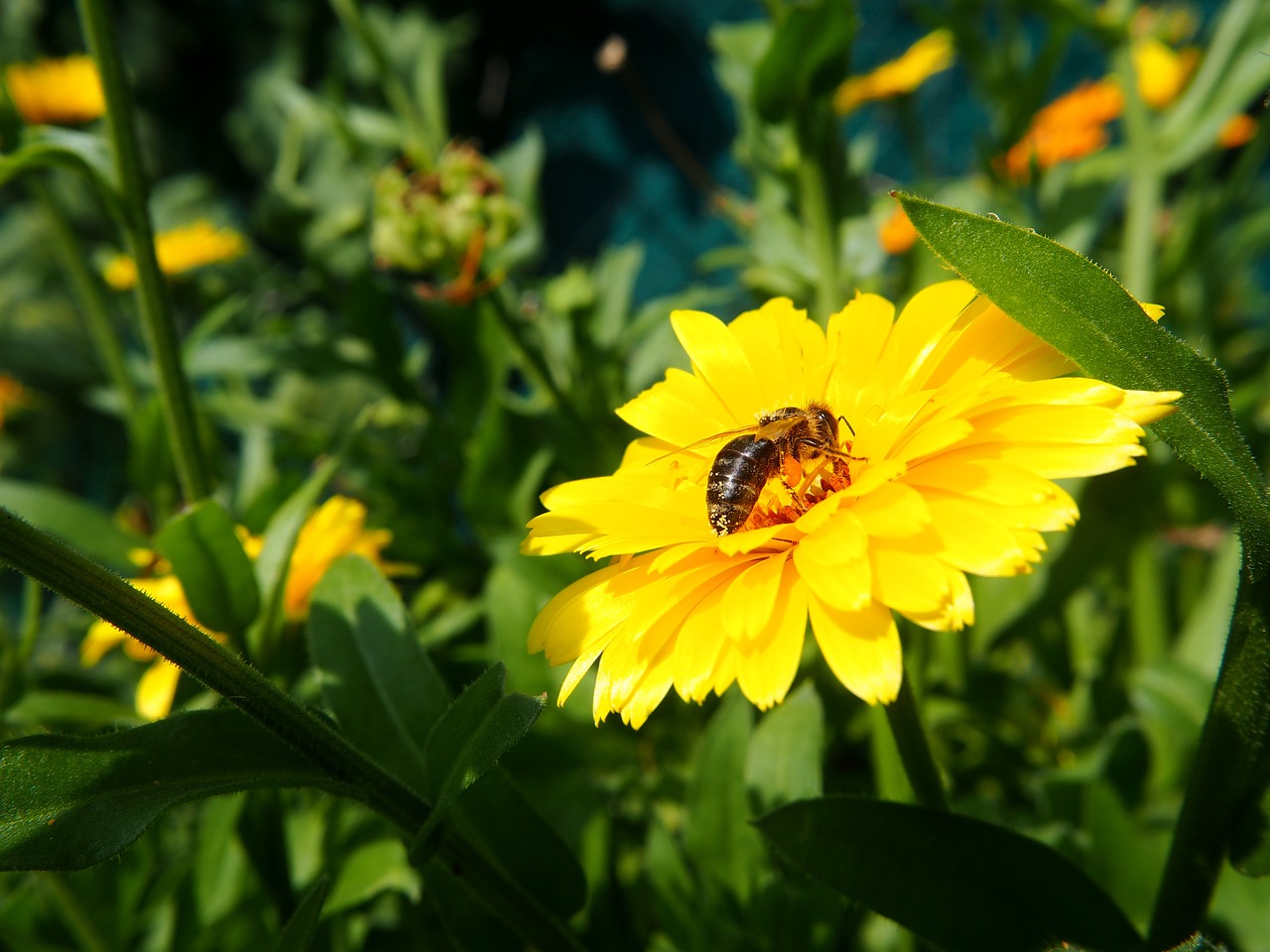 Marigoldas, Bičių, Žiedadulkės, Vaistinis Augalas, Vabzdys, Nektaras, Geltona, Žiedas, Žydėti, Uždaryti