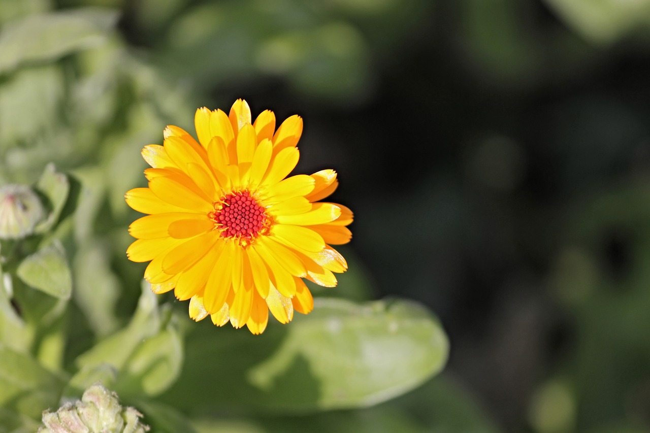 Marigoldas, Calendula Officinalis, Sodininkystė, Žiedas, Žydėti, Oranžinė, Kalendra, Gėlė, Kompozitai, Vaistinis Augalas