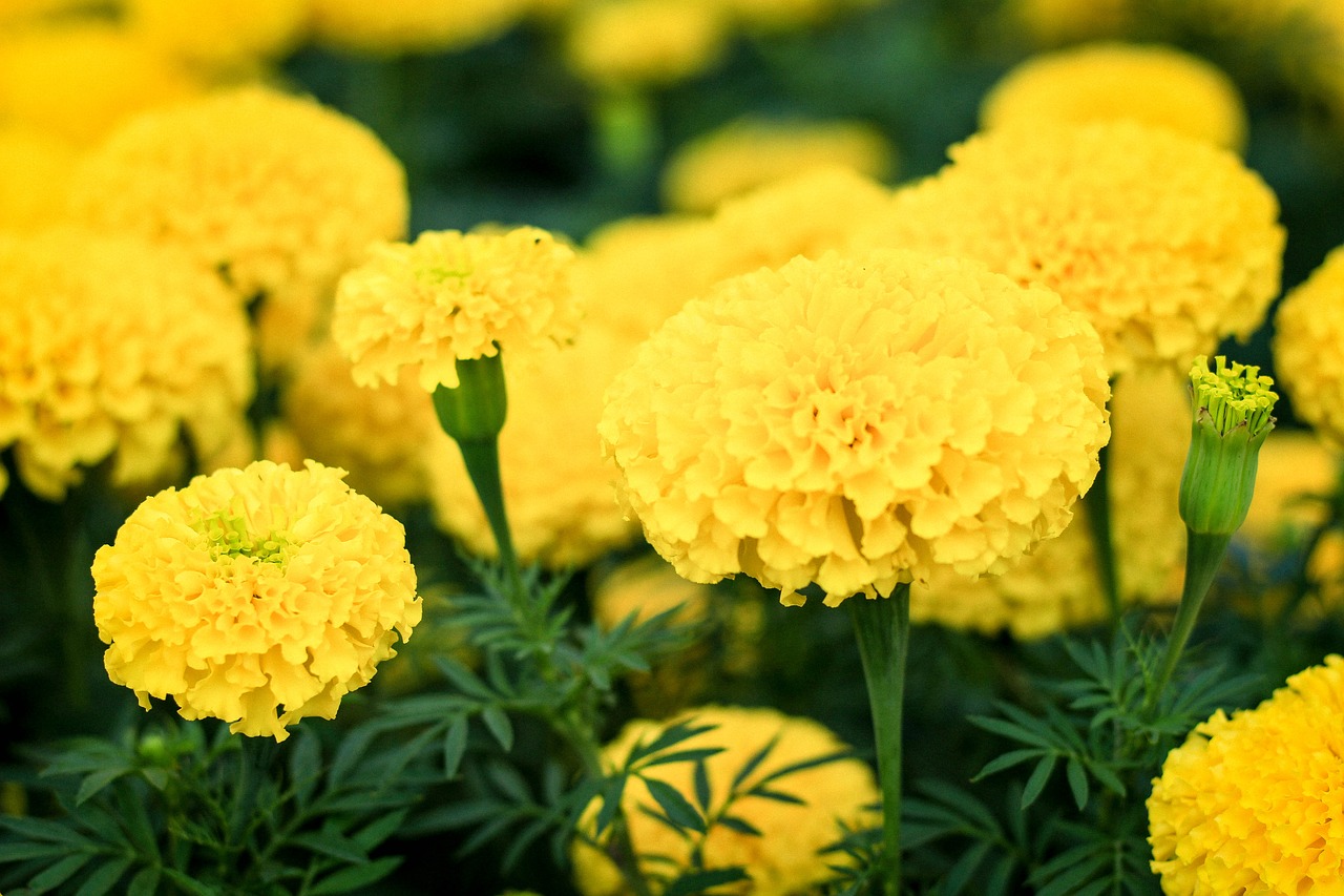 Marigoldas, Gėlės, Geltonos Gėlės, Gėlių Sodas, Geltona Gėlė, Chiang Mai Tailandas, Dekoratyvinis, Nemokamos Nuotraukos,  Nemokama Licenzija