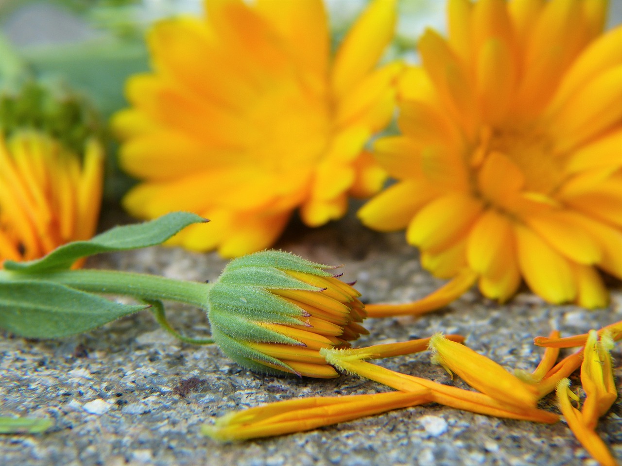 Marigoldas, Kalendra, Žiedas, Žydėti, Oranžinė, Išgyti, Augalas, Medicinos, Homeopatija, Calendula Officinalis