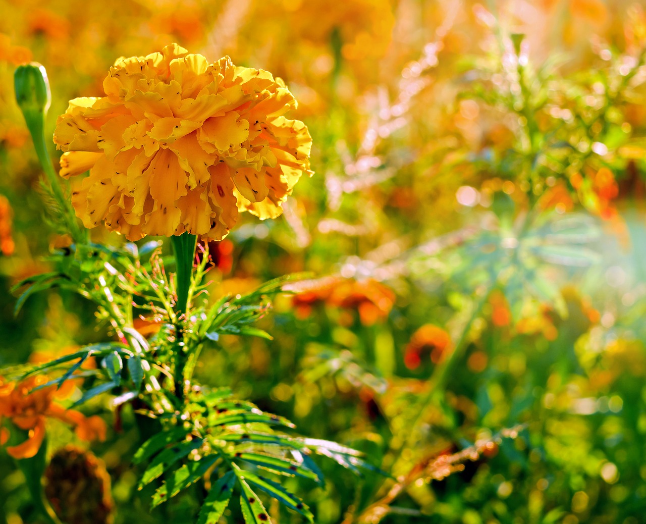 Marigoldas, Gėlė, Asteraceae, Augalas, Žiedas, Žydėti, Geltona, Oranžinė, Šviesus, Spalvinga