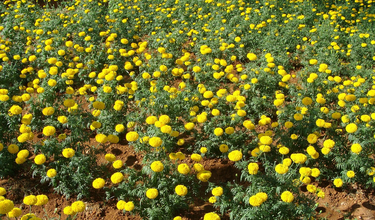 Marigoldas, Gėlės, Laukai, Auksinis, Geltona, Žiedlapiai, Sodai, Sodininkystė, Storas, Tankus