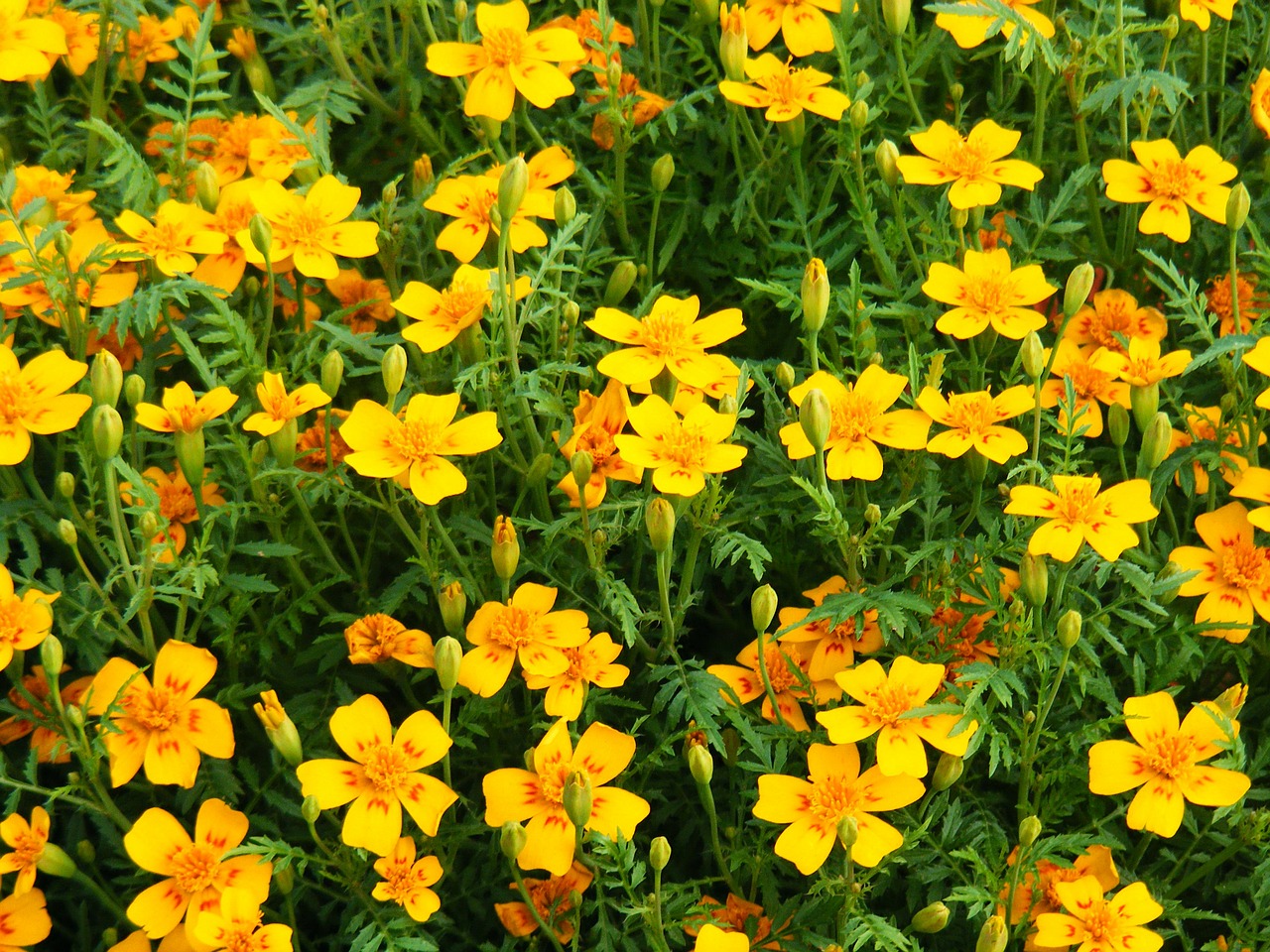 Marigoldas, Gėlės, Laukinės Vasaros Spalvos, Gėlių, Augalai, Natūralus, Žiedas, Žydėti, Žiedlapiai, Botanikos