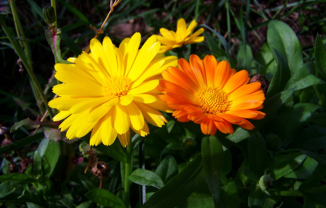 Marigoldas, Geltonos Oranžinės Gėlės, Gėlių Sodas, Nemokamos Nuotraukos,  Nemokama Licenzija