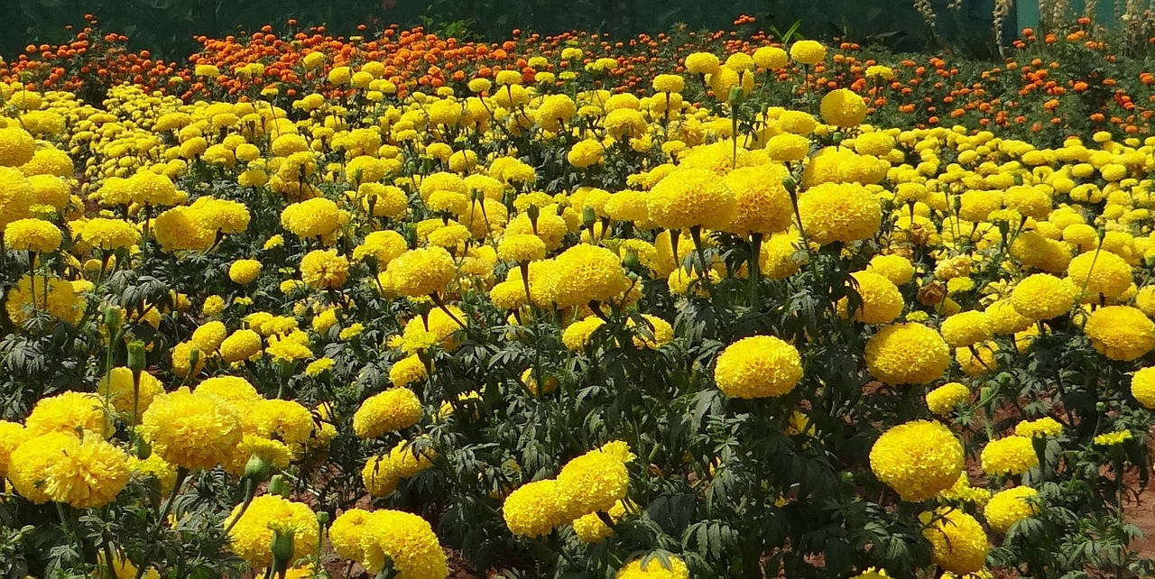 Marigoldas, Geltona, Gėlė, Gėlių, Flora, Laukas, Sodininkystė, Augalai, Indija, Nemokamos Nuotraukos