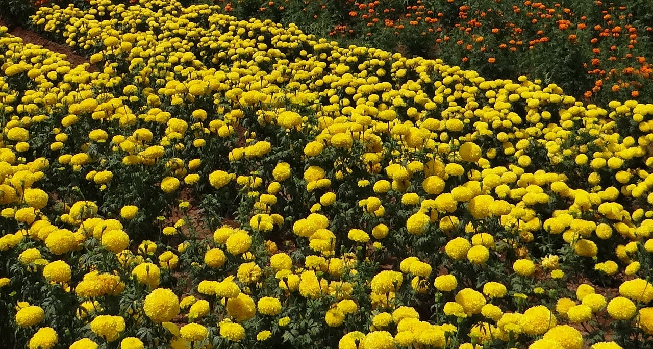 Marigoldas, Gėlė, Geltona, Auksas, Gėlių, Flora, Laukas, Sodininkystė, Dekoratyvinis, Indija