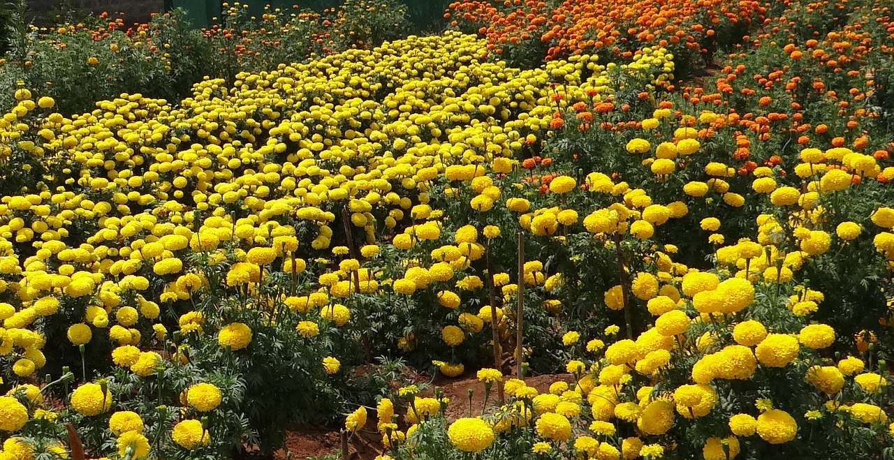 Marigoldas, Gėlė, Geltona, Auksas, Gėlių, Flora, Indija, Nemokamos Nuotraukos,  Nemokama Licenzija