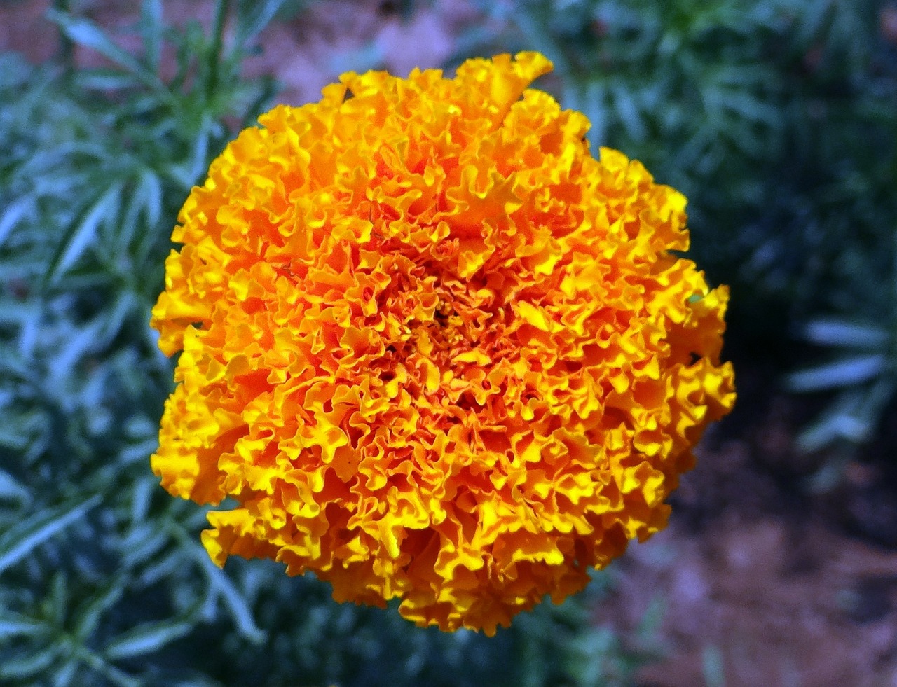 Marigoldas, Gėlė, Geltona, Genda, Jhenduphool, Gondephool, Tagetes Erecta, Asteraceae, Flora, Augalas
