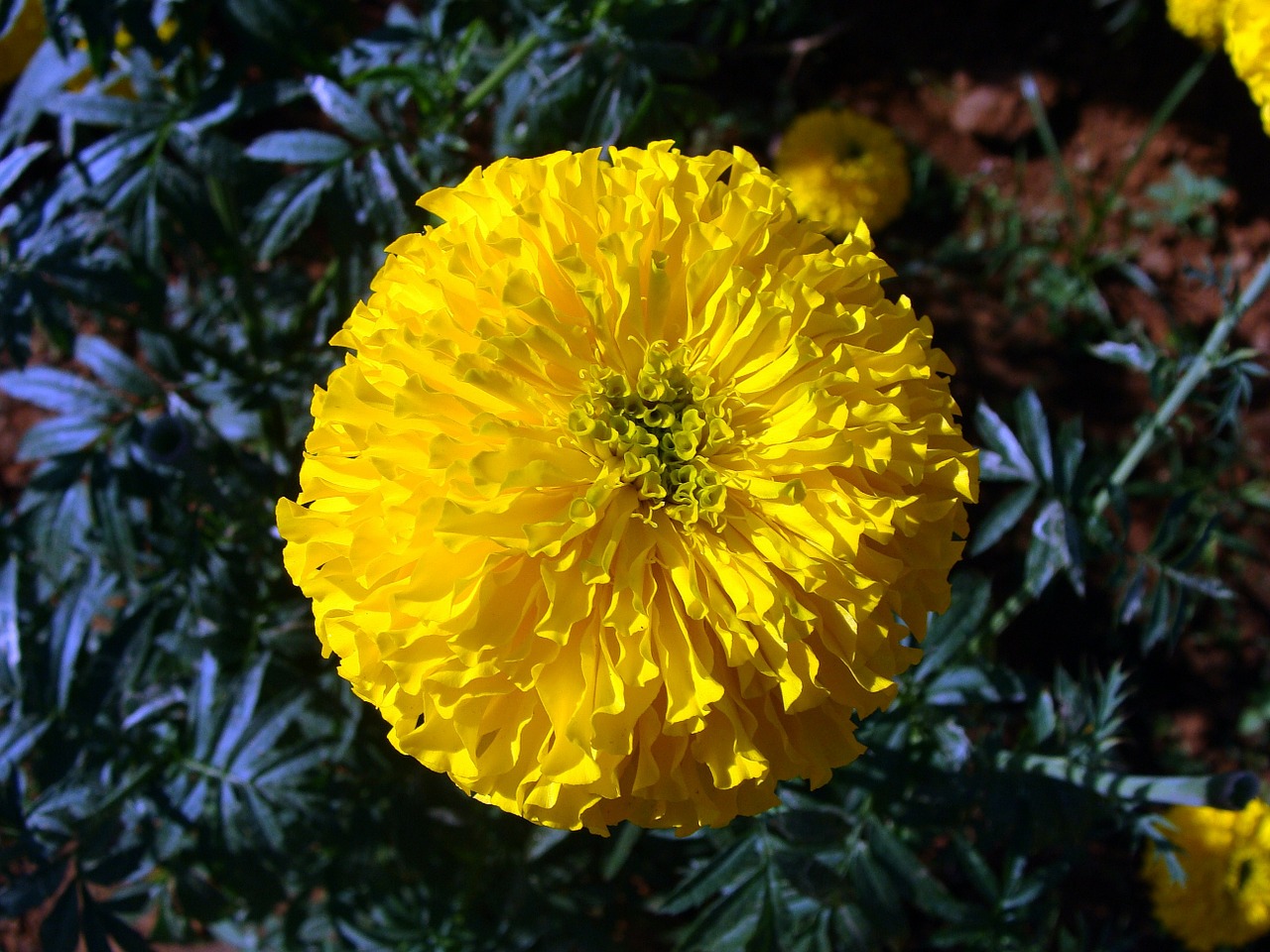 Marigoldas, Gėlė, Geltona, Genda, Jhenduphool, Gondephool, Tagetes Erecta, Asteraceae, Flora, Augalas