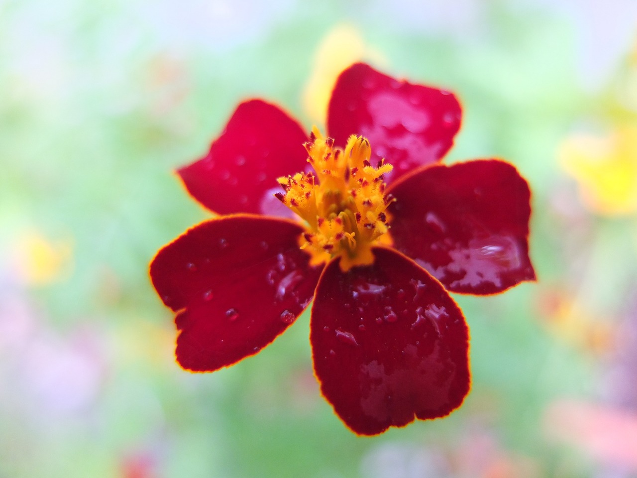 Marigoldas, Žiedas, Žydėti, Raudona, Gėlė, Augalas, Kompozitai, Asteraceae, Lašelinė, Drėgnas