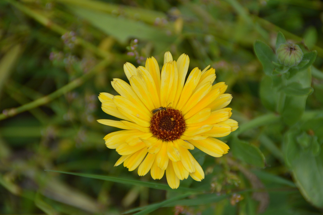 Marigoldas, Gėlė, Sodas, Geltona, Gamta, Flora, Žiedas, Žydėti, Nemokamos Nuotraukos,  Nemokama Licenzija