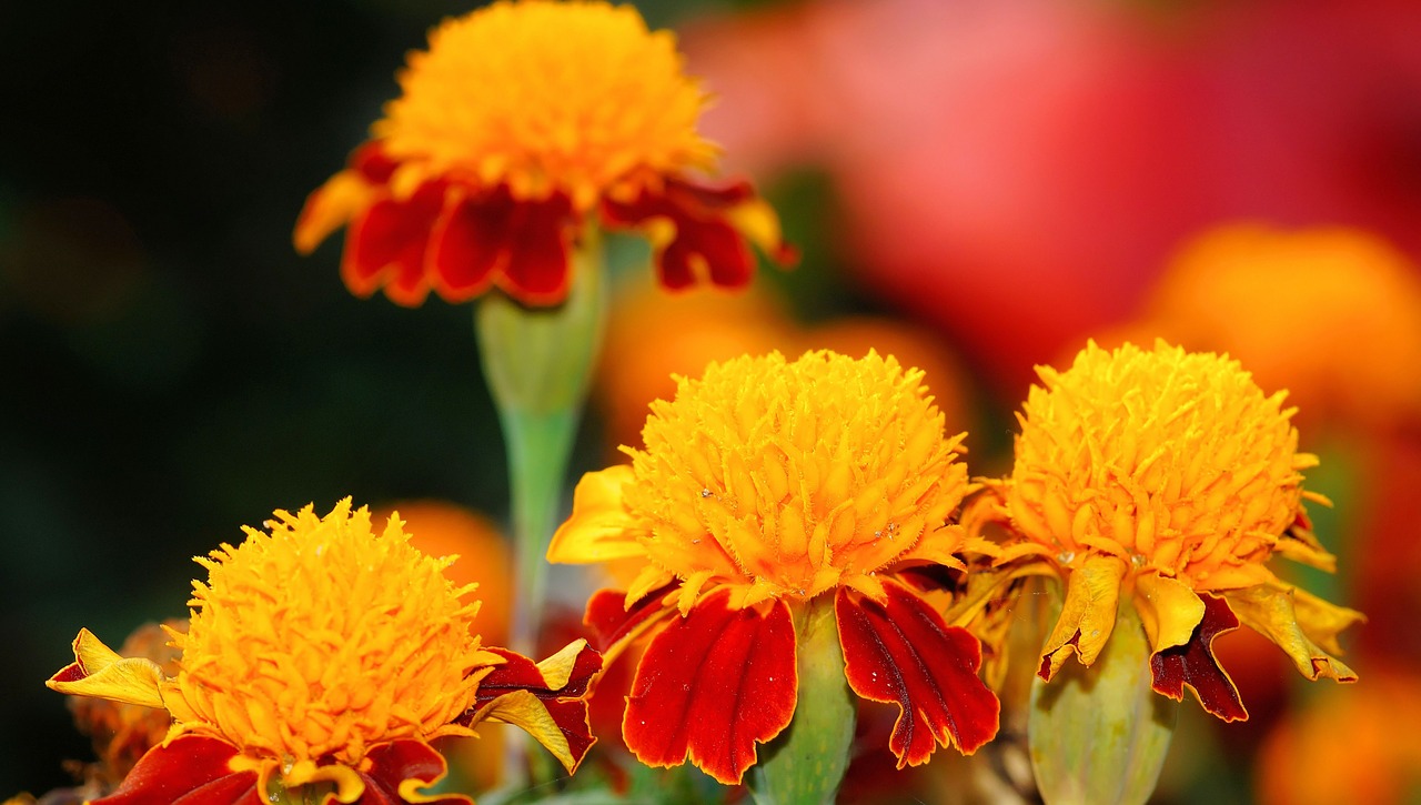 Marigoldas, Augalas, Gėlės, Gamta, Spalva, Sodas, Oranžinė, Spalvinga, Akių Gaudytojas, Uždaryti