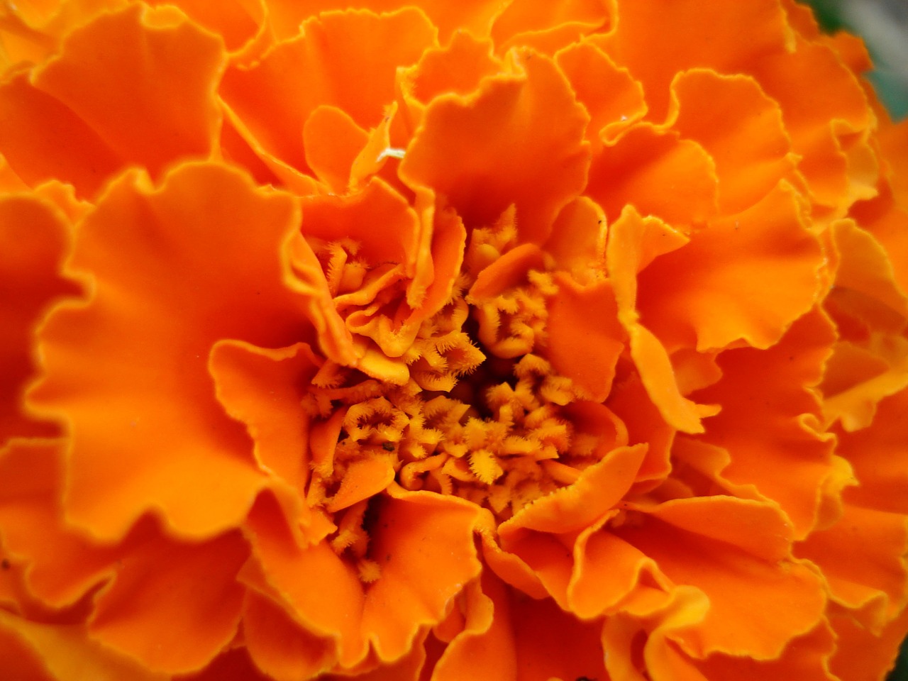 Marigoldas, Gėlė, Oranžinė, Gražus, Spalvinga, Nemokamos Nuotraukos,  Nemokama Licenzija