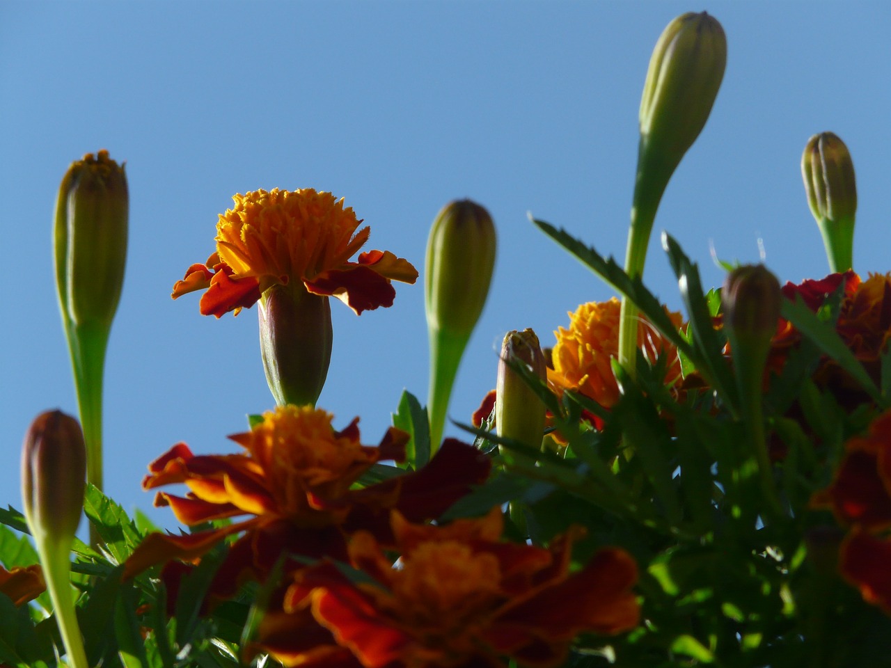 Marigoldas, Žiedas, Žydėti, Budas, Lapai, Marigolds, Turkų Gvazdikų, Negyvas Gėlių, Vasaros Gėlė, Balkono Gėlė