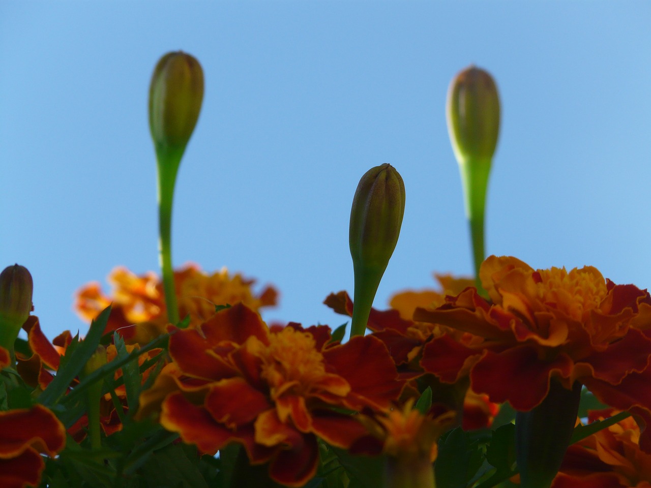 Marigoldas, Marigolds, Turkų Gvazdikų, Negyvas Gėlių, Vasaros Gėlė, Balkono Gėlė, Balkonų Gamykla, Augalas, Flora, Gėlė