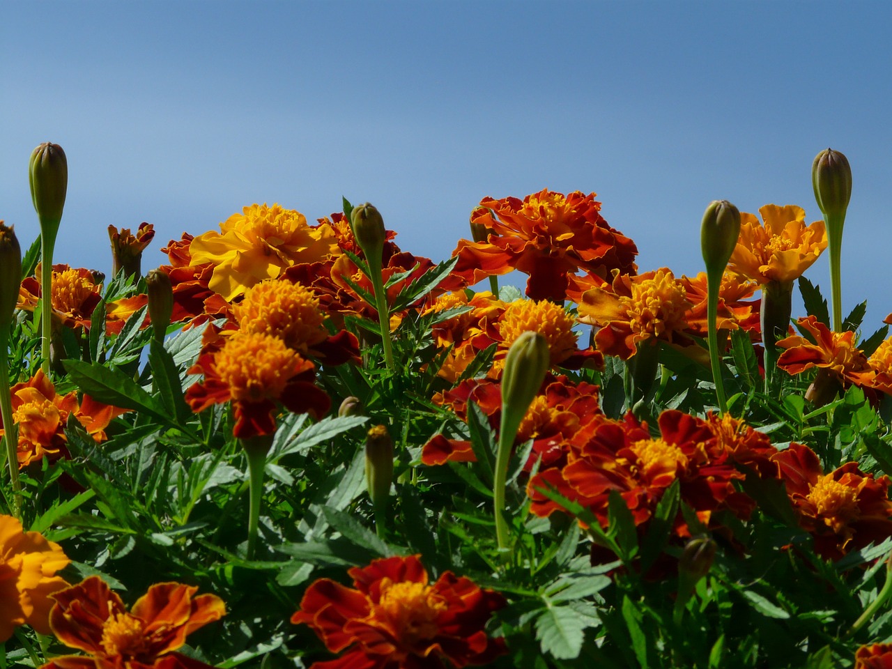 Marigoldas, Marigolds, Turkų Gvazdikų, Negyvas Gėlių, Vasaros Gėlė, Balkono Gėlė, Balkonų Gamykla, Augalas, Flora, Gėlė