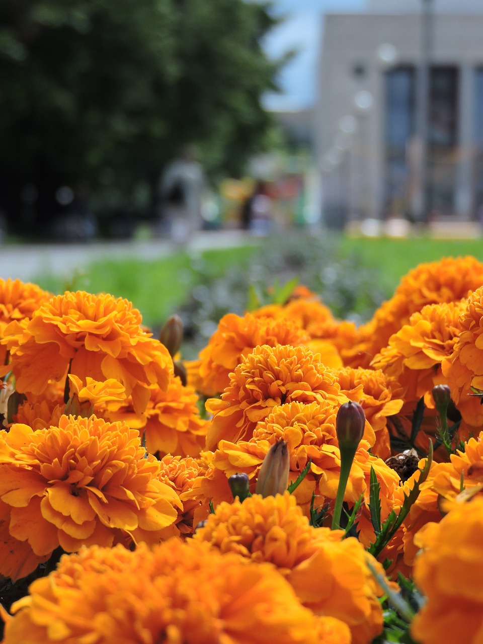 Marigoldas, Gėlės, Geltona, Sankt Peterburgas, Tagetes Erecta, Nemokamos Nuotraukos,  Nemokama Licenzija