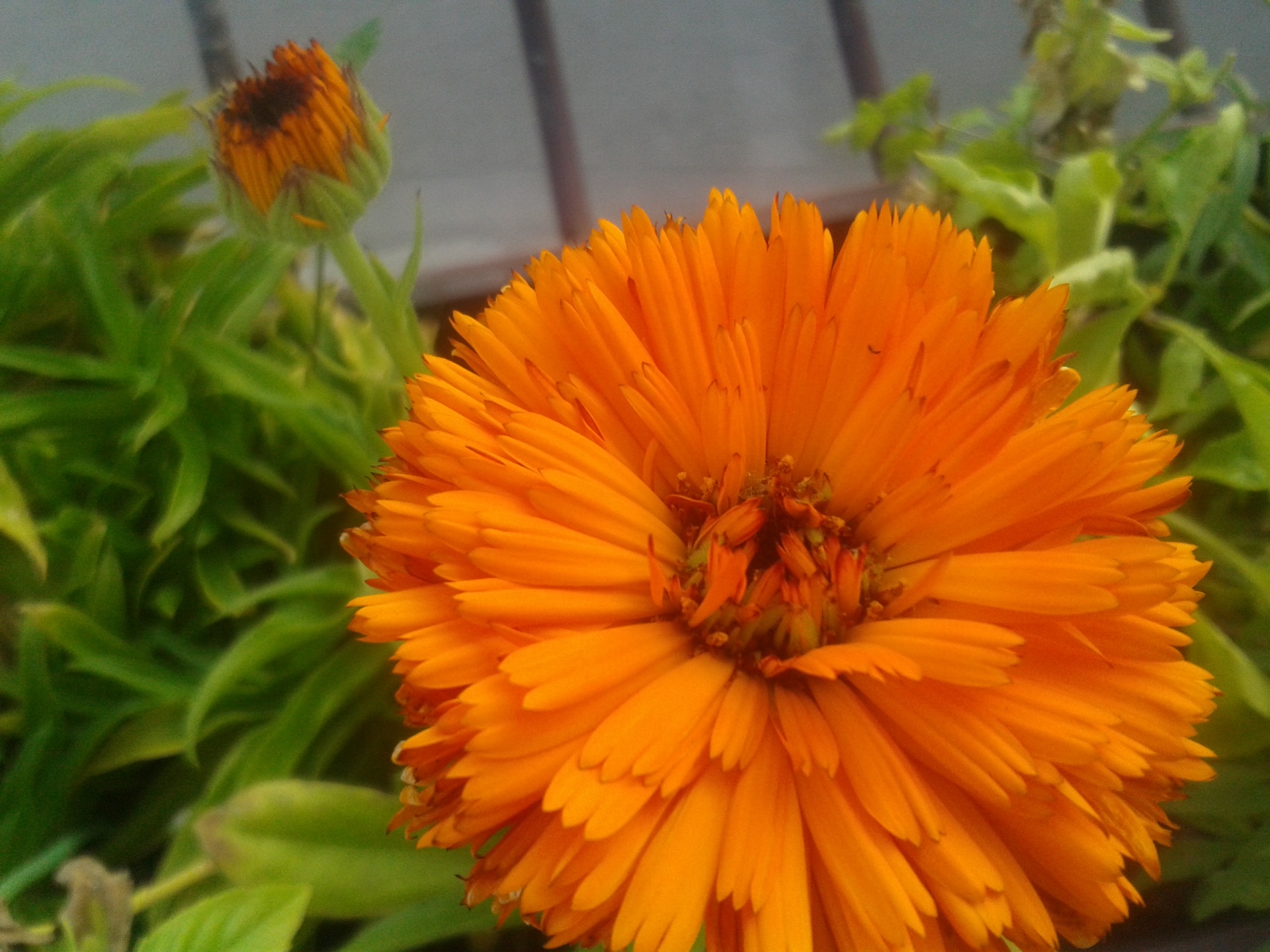 Gėlė,  Kalendra,  Marigoldas,  Gėlių,  Gamta,  Žiedlapiai,  Officinalis,  Oranžinė,  Žalias,  Marigold Gėlė