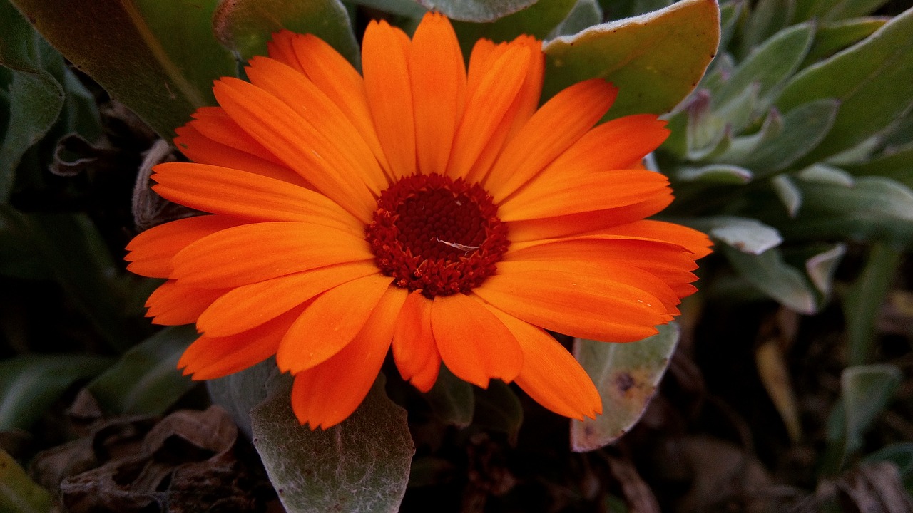 Marigolds, Gėlės, Pavasario Gamta, Augalas, Kalendra, Sodas, Gėlė, Gamta, Pavasaris, Nemokamos Nuotraukos