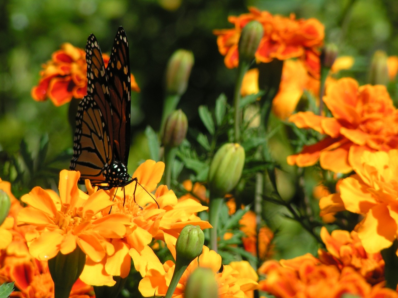 Marigolds, Oranžinės Gėlės, Drugelis, Monarchas, Lepidopteran Vabzdys, Šeimos Nymphalidae, Gėlių Pumpurai, Gėlių Pumpurai, Puokštė, Aklė