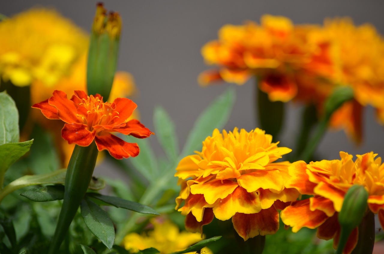 Marigolds, Gėlės, Vienmetiniai, Oranžinė, Sodas, Žiedas, Šviežias, Nemokamos Nuotraukos,  Nemokama Licenzija