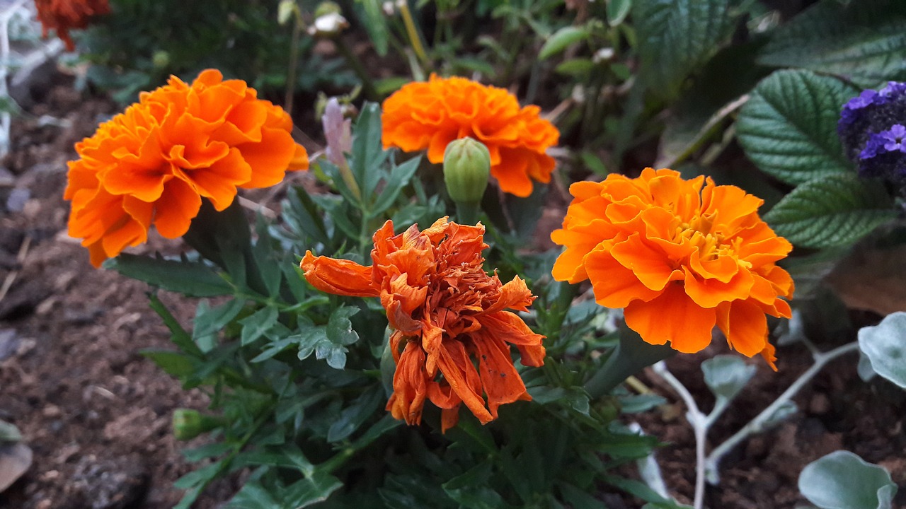 Marigolds, Oranžinė, Augalas, Gėlės, Gėlė, Augalai, Vasara, Gamta, Žydėjimas, Sodas