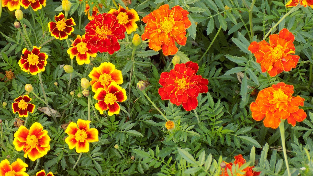 Marigolds, Gėlės, Vasara, Nemokamos Nuotraukos,  Nemokama Licenzija